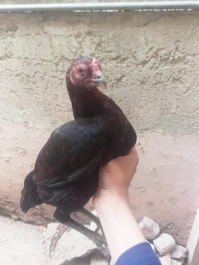 urgent sale or bhi ha ksi ko chahia to rabita karen