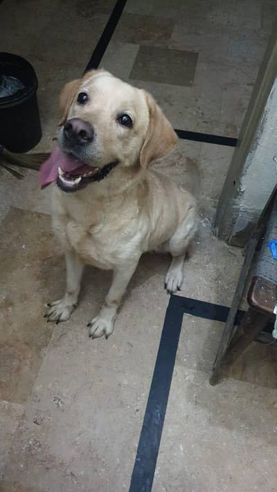 Labrador breder female