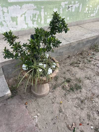 Designer plants