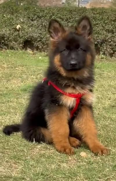 Long coat German puppy Shepherd . 03476578922 WhatsApp