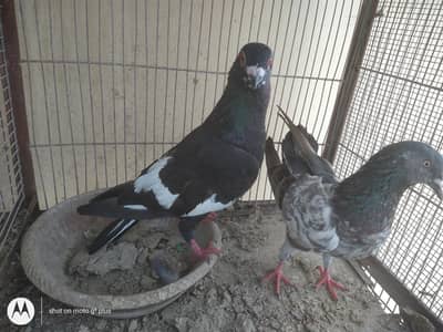 Gola and kabli pigeons for sell  only  Rs4000