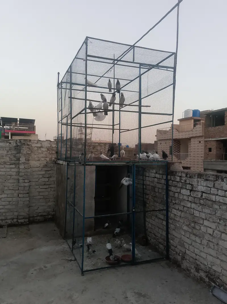 iron pigeons cage — photo 2