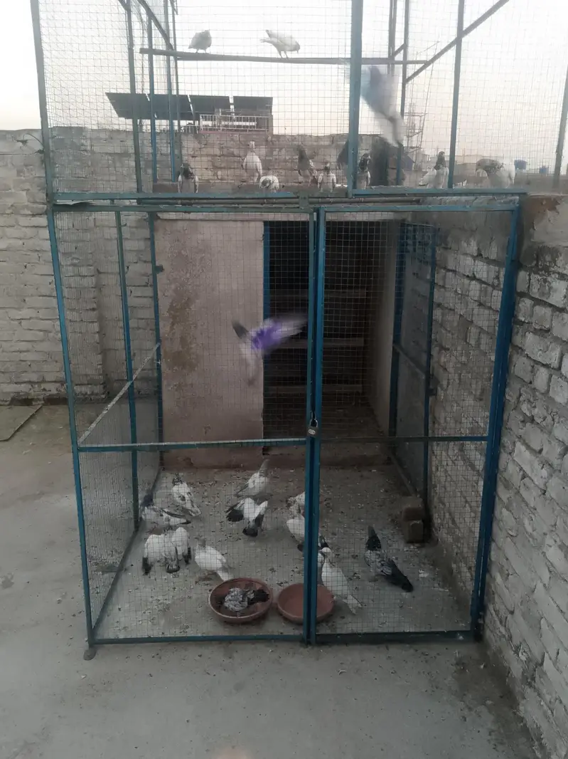 iron pigeons cage — photo 3