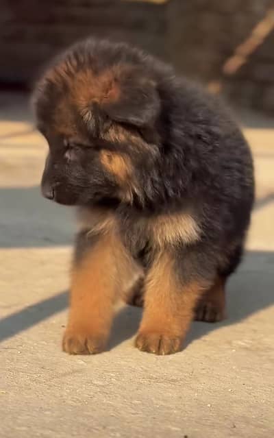 Long coat German puppy Shepherd . 03476578922 WhatsApp