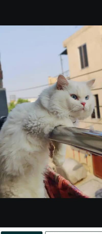 blue eyes stud male for sale video available hai