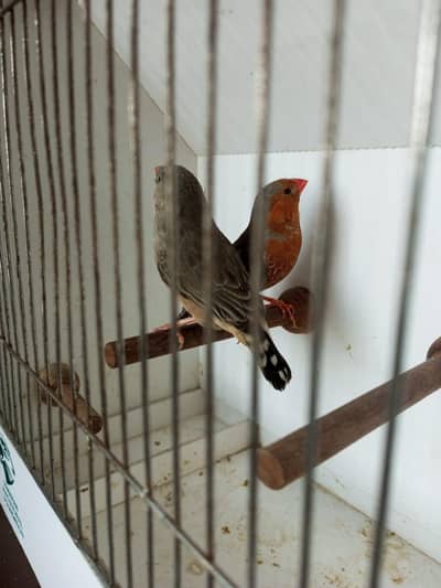 Zebra and Exotic finches