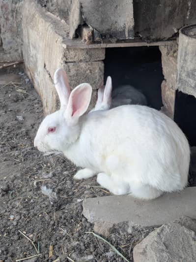 Rabbit for sale