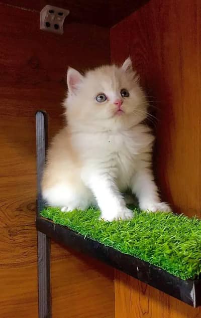 parshion kitten cat male and female British