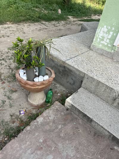 Designer plant