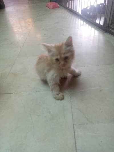 Persian cat pair kittens babies
