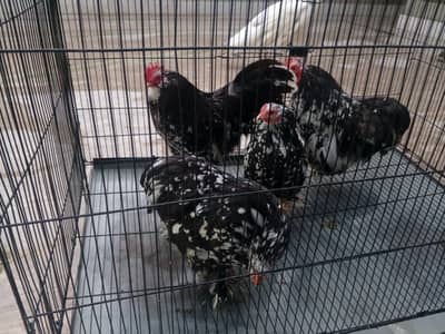 Bantam/polish/Japanese egg laying Hens 03217533502