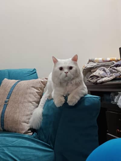 white Persian