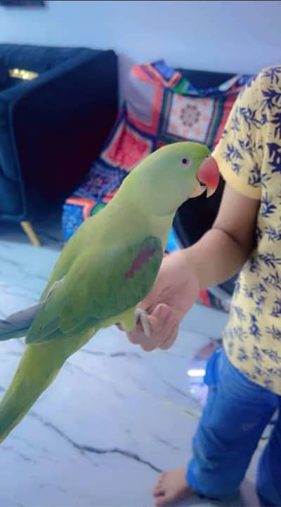 Raw Parrots full tame