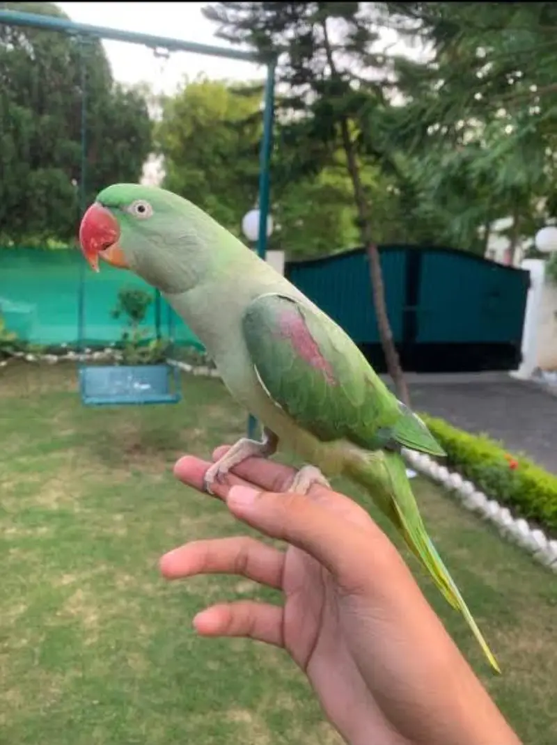 Raw Parrots full tame — photo 2
