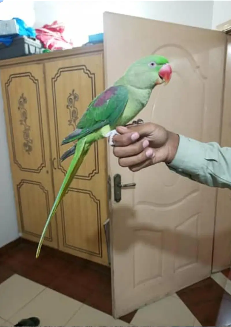 Raw Parrots full tame — photo 3
