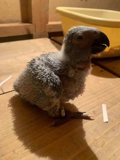 grey chick