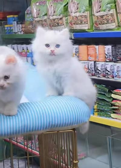 Persian cat triple kot,for sale,my WhatsApp 03476578922