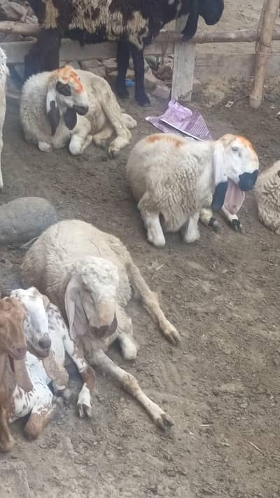 chatra and Mundra Bakra for sale
