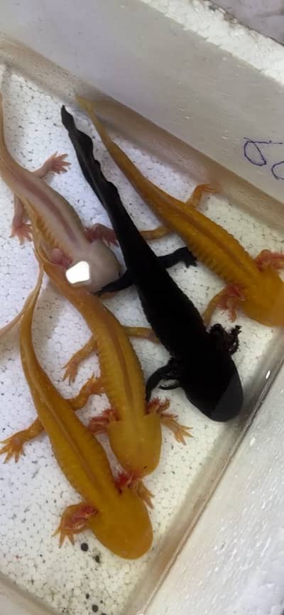 Royal  knife , axolot , hyfin oscar , lemon oscar albino alligator