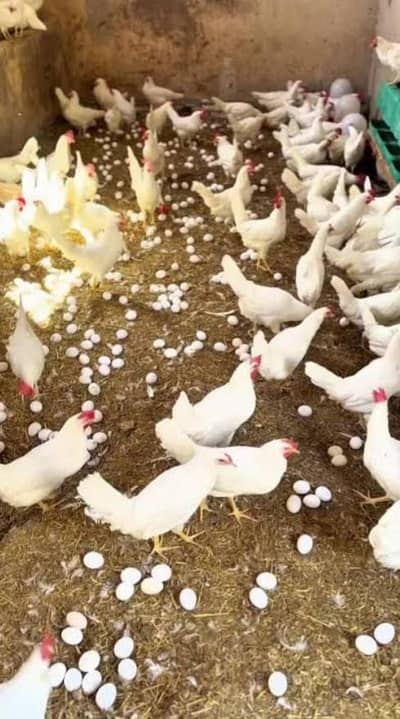 white layer hens for sale