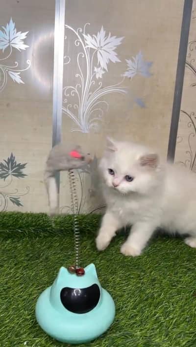 persian cat for sale MywatsapppNumber0341-15-94-140