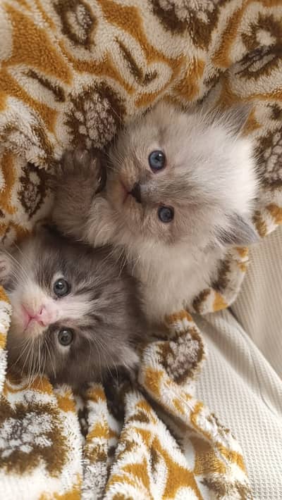 1 male and 1 female can be taken as a pair otherwise separately