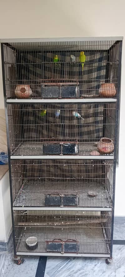 bird Cage