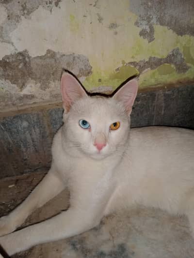 White Vaccinated Male Persian Cat