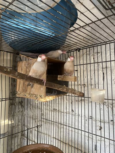 Gray jawa breeder pair
