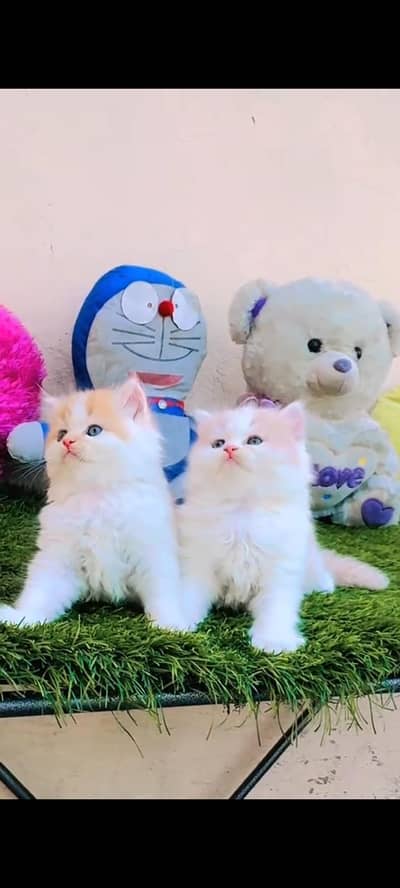 persian cat for sale MywatsapppNumber0341-15-94-140