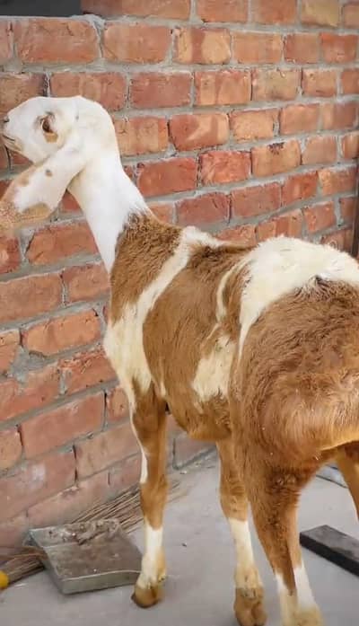 Dumba For Sale 03133321201