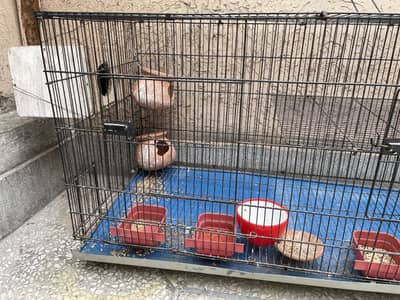 Cage for parrots