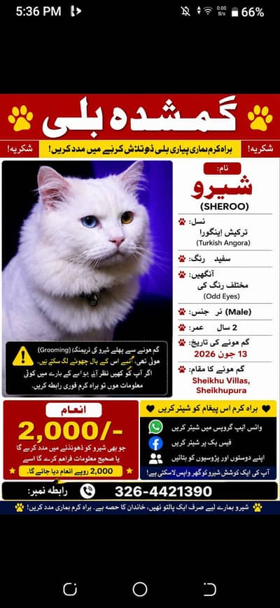 missing male cat