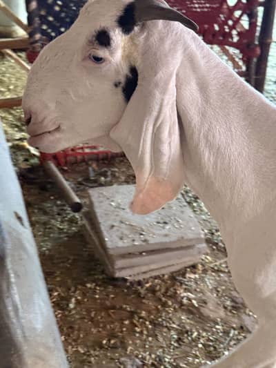Rajanpuri gulabi Bakri