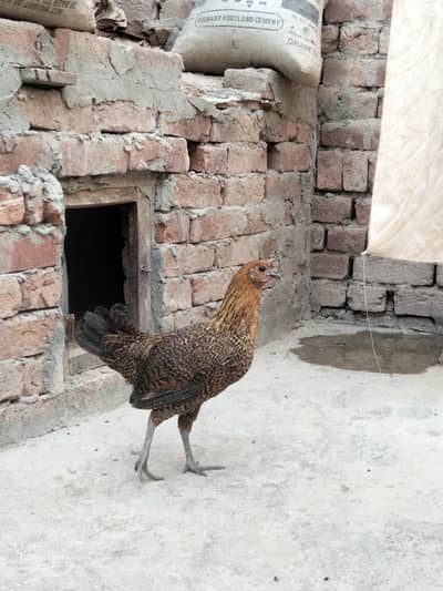 ghar ki pli hoi ha