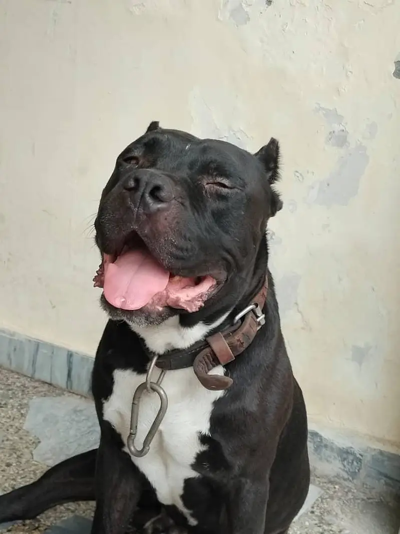 American bully dog