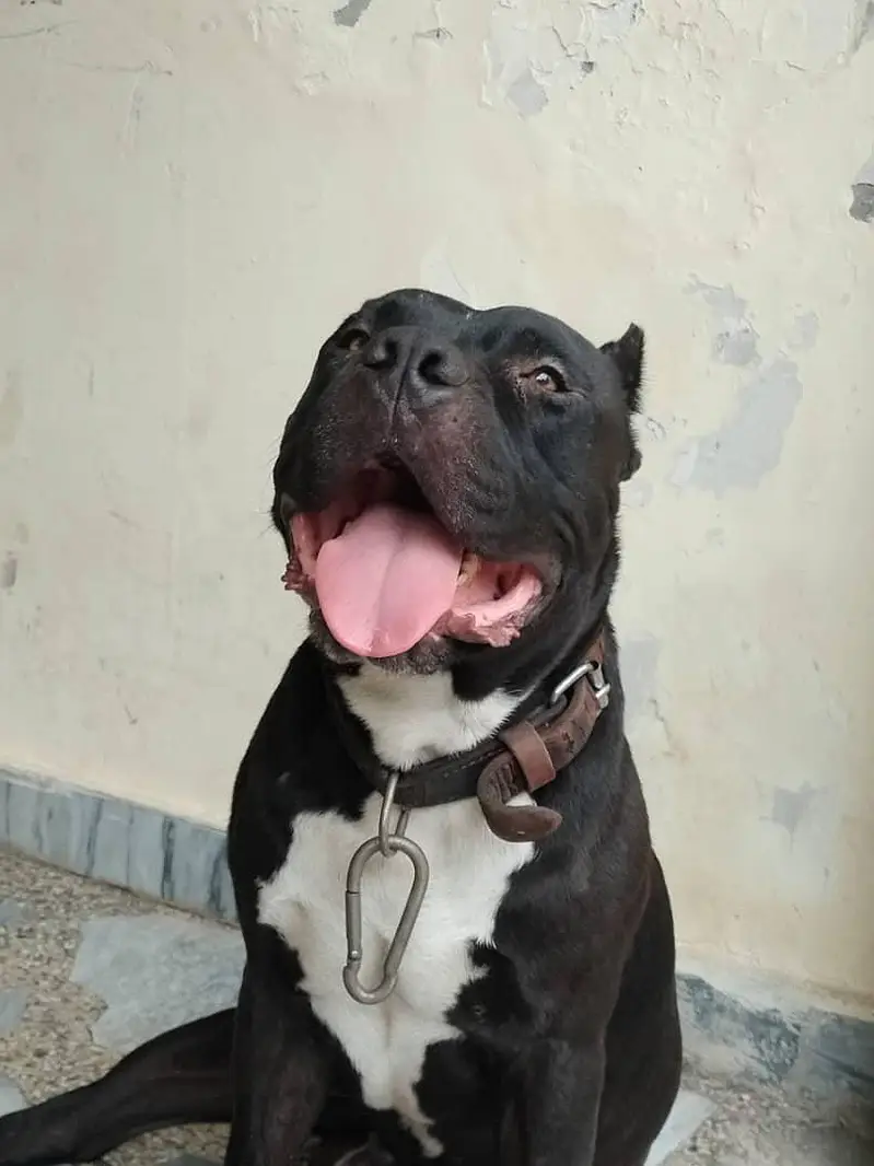 American bully dog — photo 2