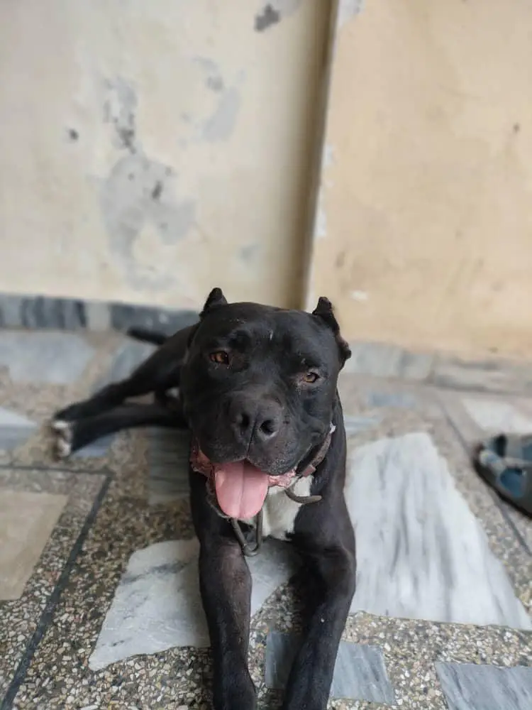 American bully dog — photo 3