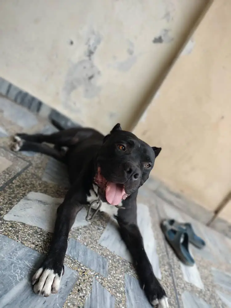 American bully dog — photo 4