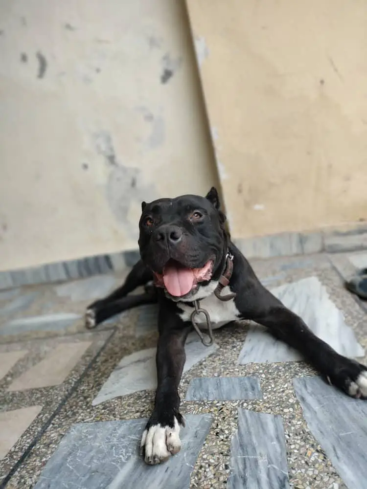 American bully dog — photo 5