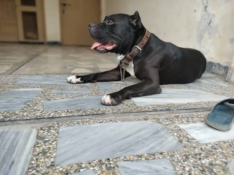 American bully dog — photo 6