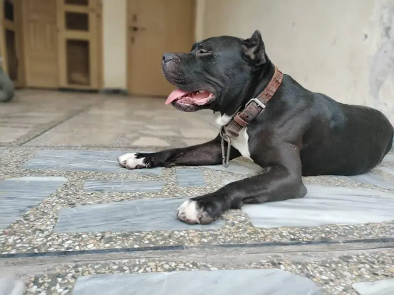 American bully dog — photo 7