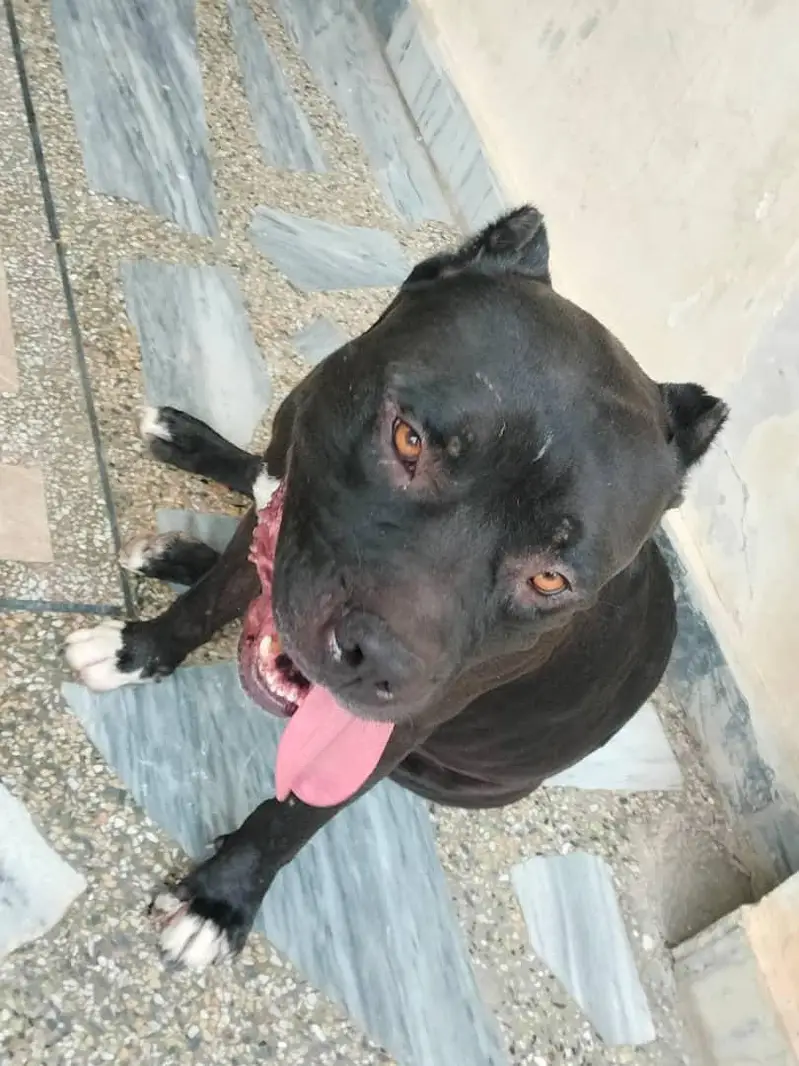 American bully dog — photo 8