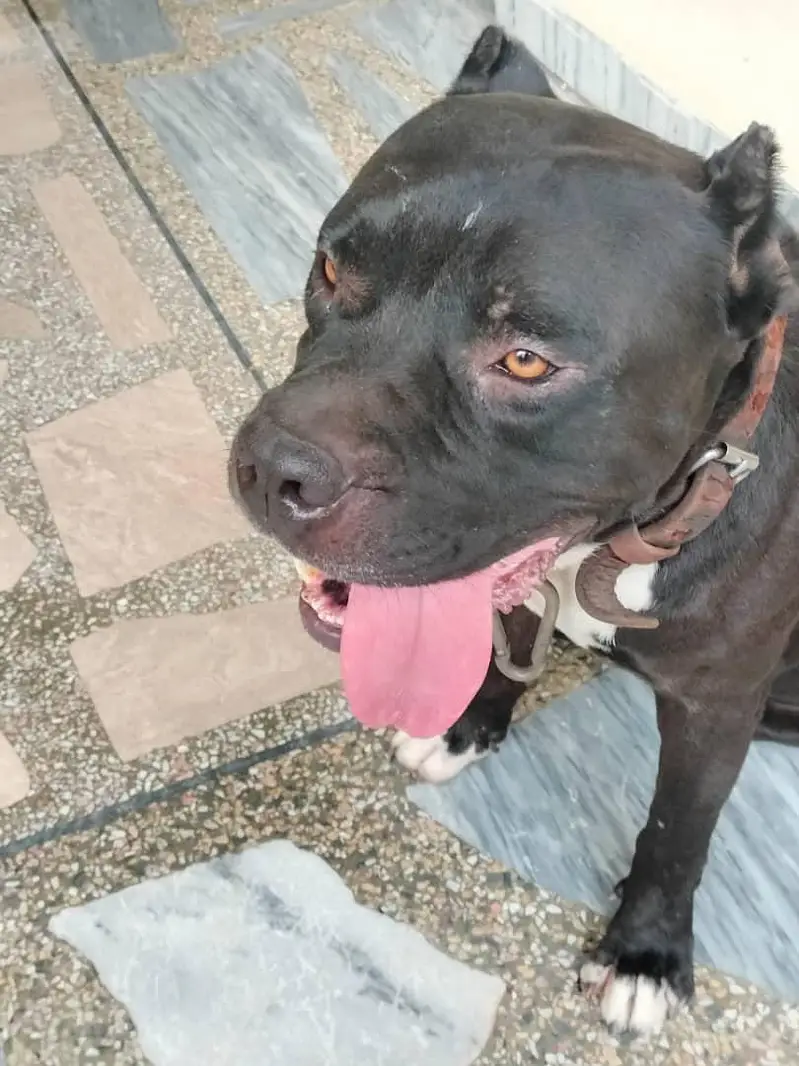 American bully dog — photo 9