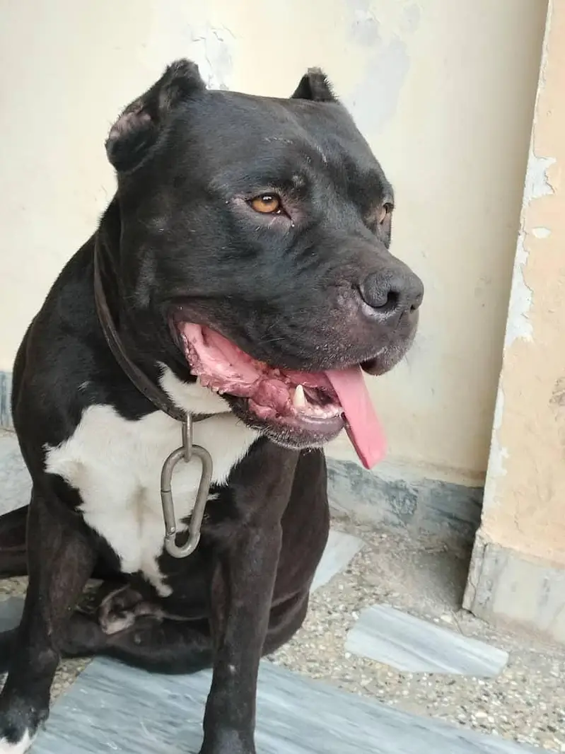 American bully dog — photo 10