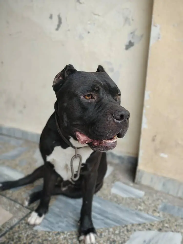 American bully dog — photo 11