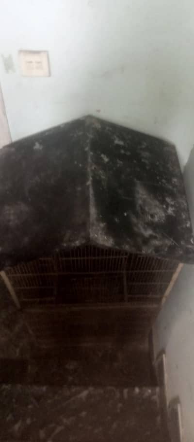 bird cage for sale
