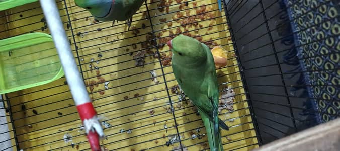 Breedar pair for sale