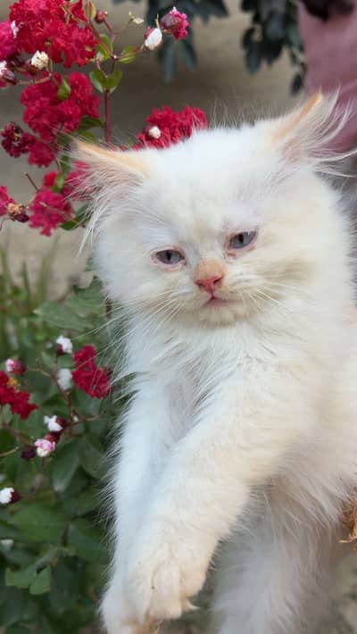 Kitten for sale