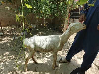 dumba (sheep)  female